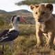 Illustration for article titled Disneys Bob Iger apologizes to a school that was fined for illegally showing iThe Lion King/i